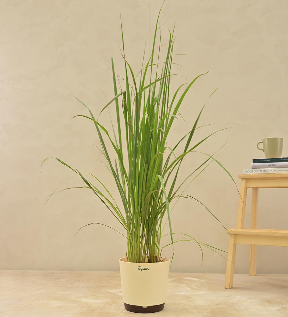 Lemon Grass