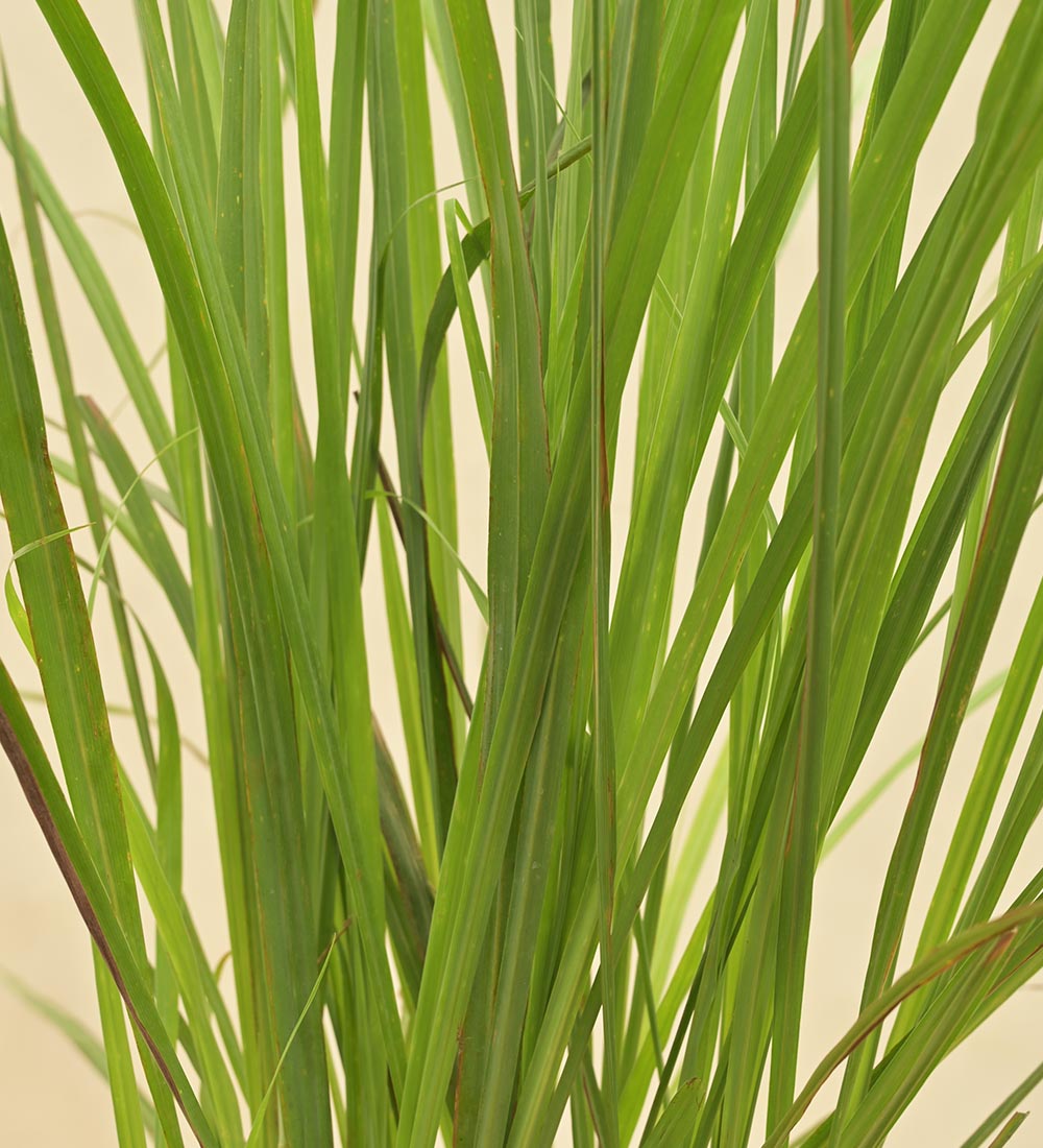 Lemon Grass