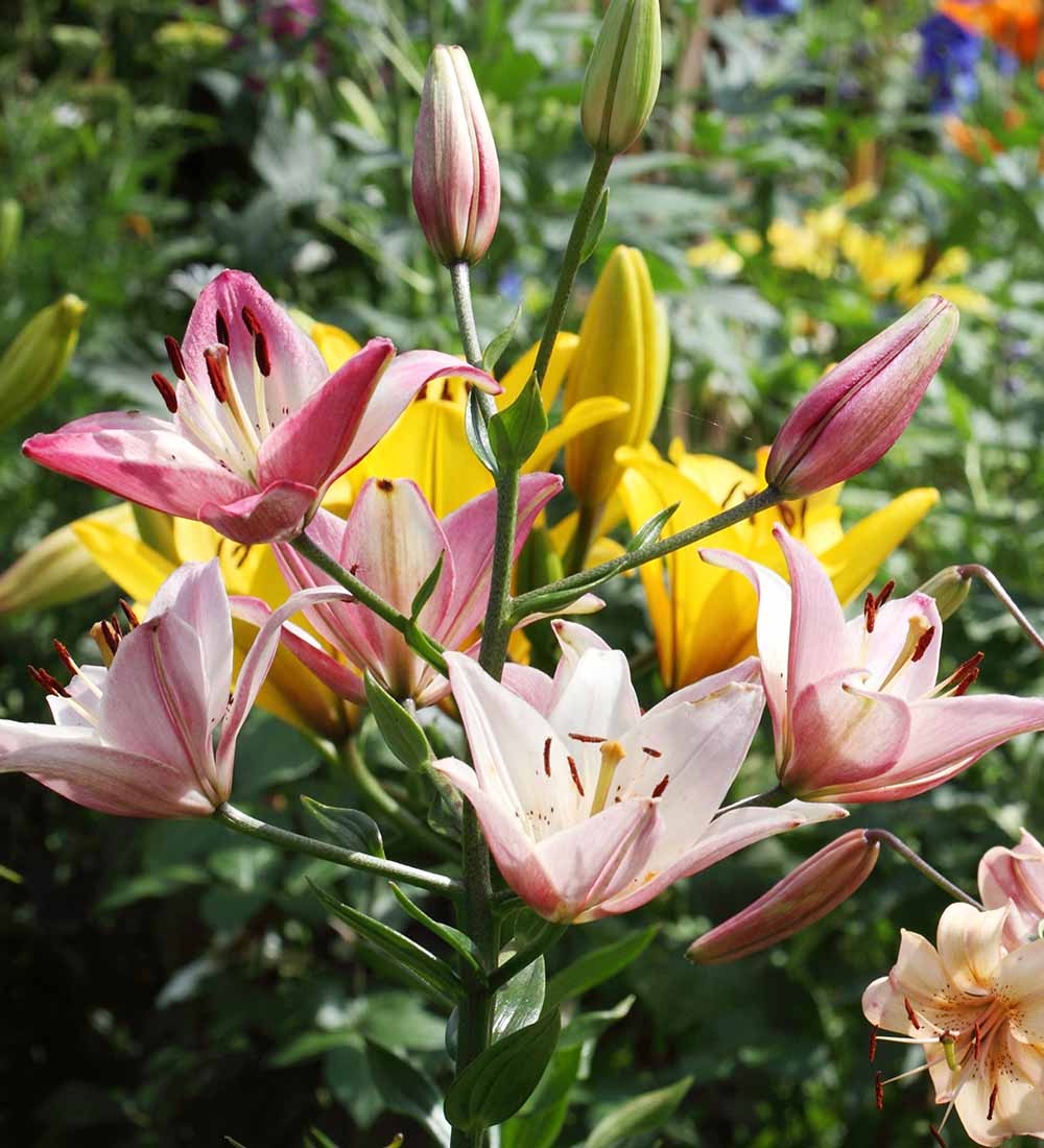 Lilium Bulbs