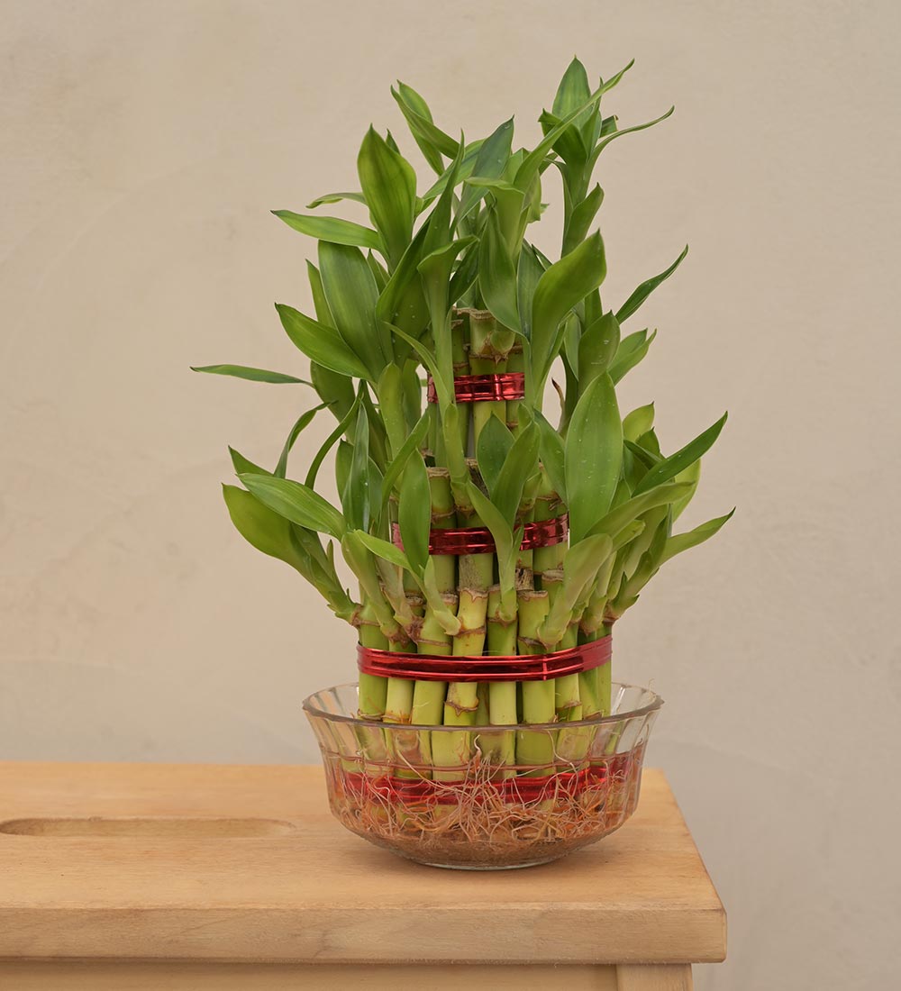 Lucky Bamboo Plant - 3 Layer Gift Hamper