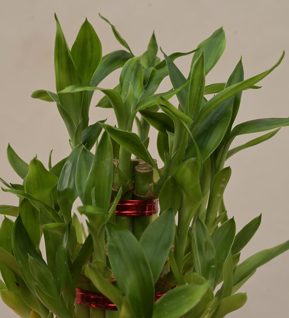 Lucky Bamboo Plant - 3 Layer Gift Hamper