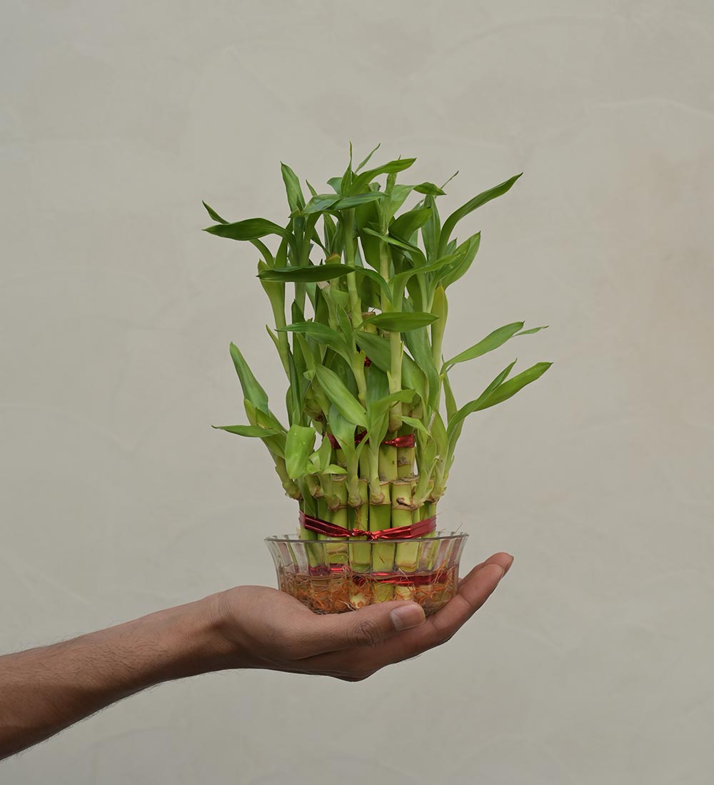 Lucky Bamboo Plant - 3 Layer Gift Hamper