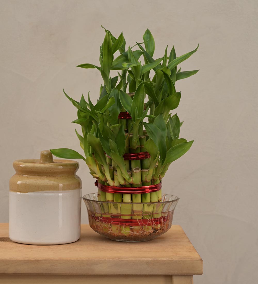 Lucky Bamboo Plant - 3 Layer Gift Hamper