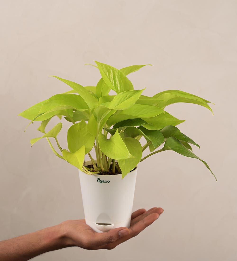 Money Plant Golden Gift Hamper