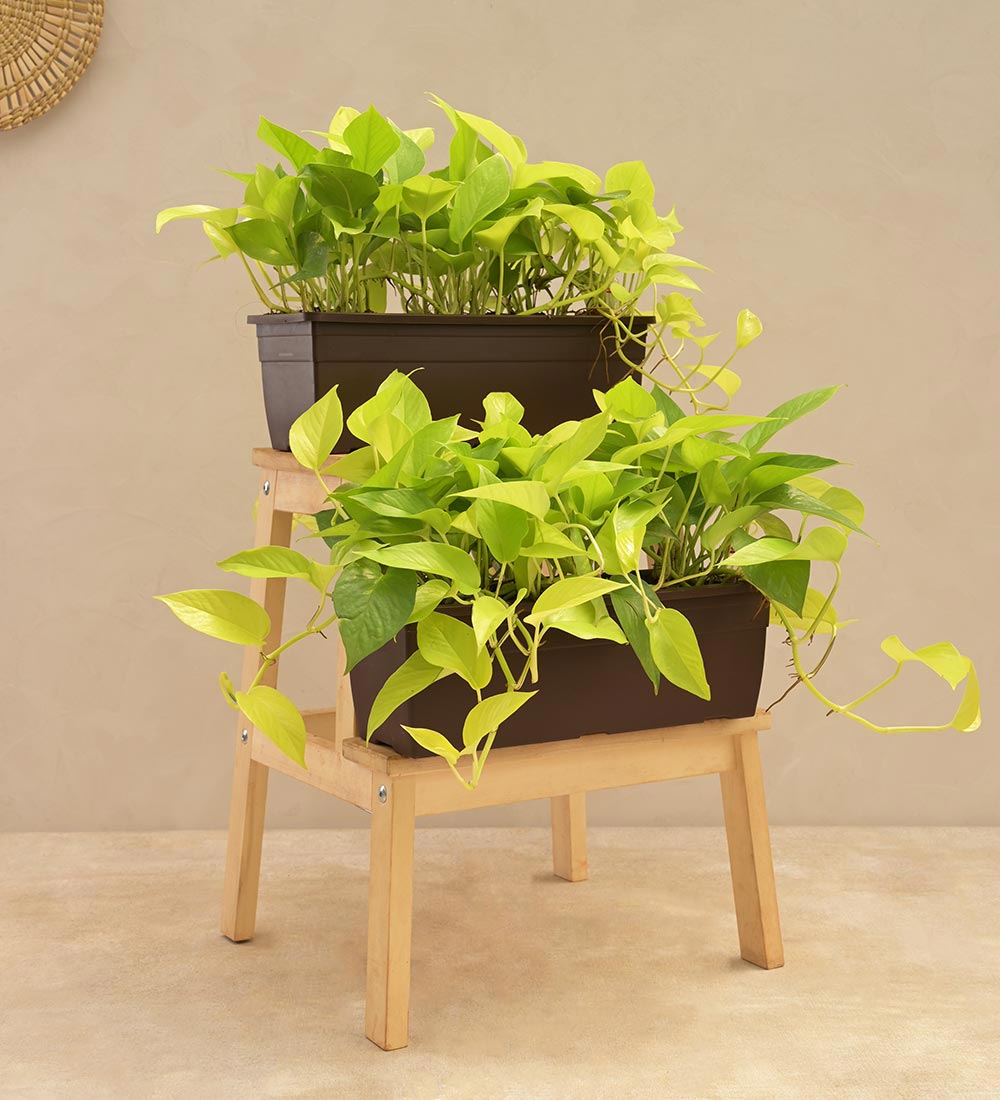 Money Plant Golden Plant - Set of 2