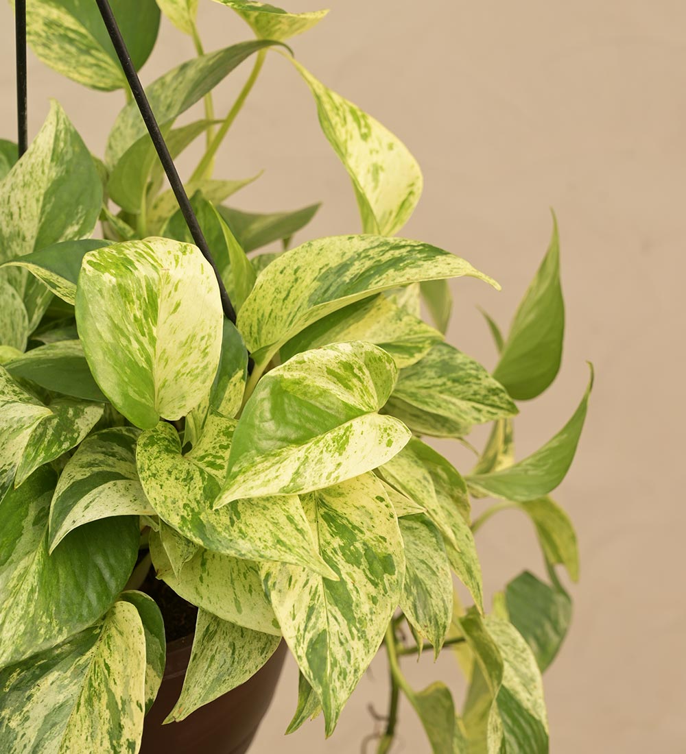 Money Plant Marble With Hanging Pot