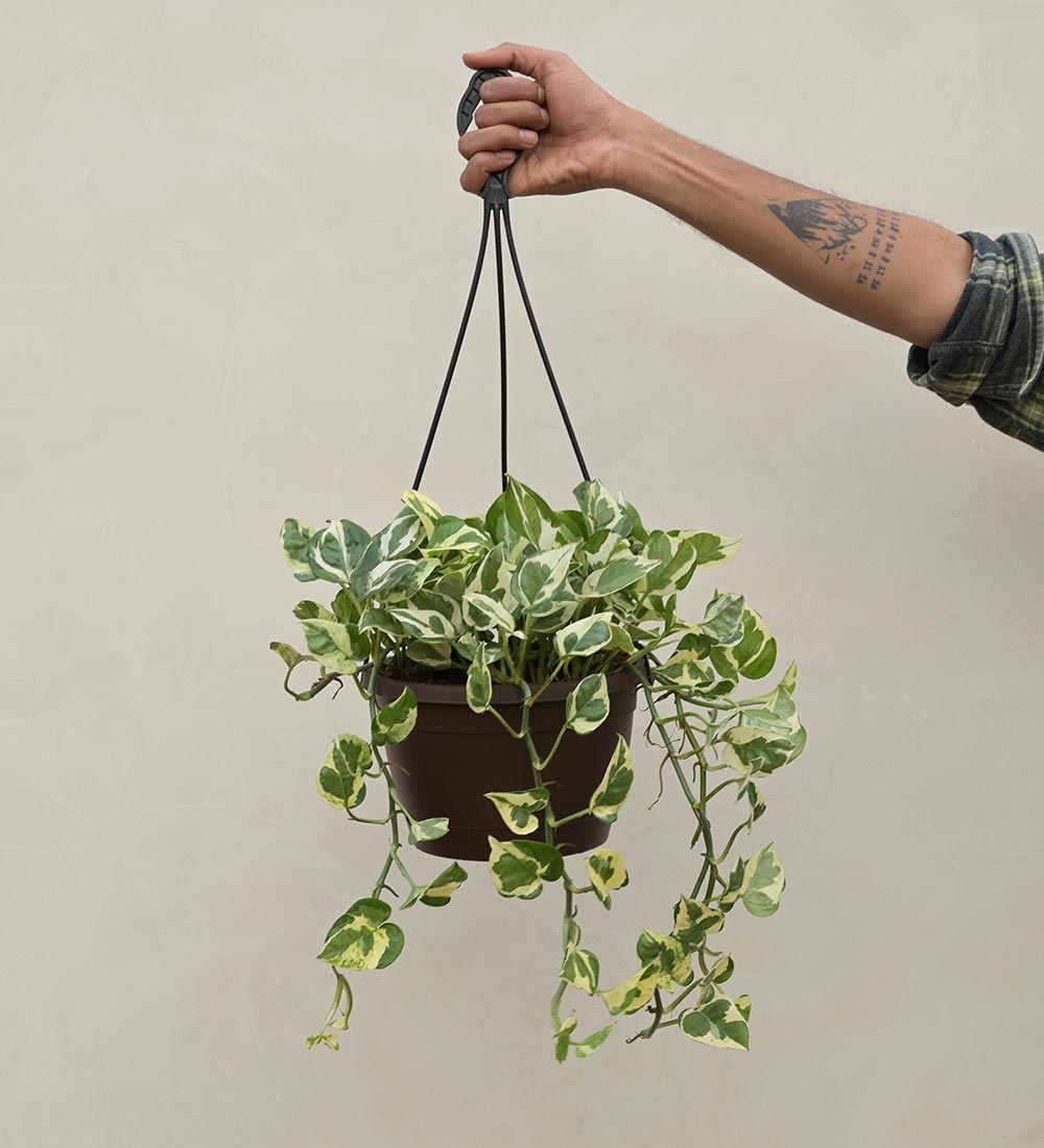 Money Plant N Joy With Hanging Pot