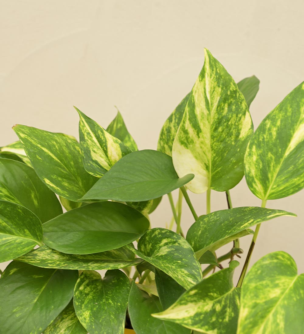 Money Plant Variegated Gift Hamper