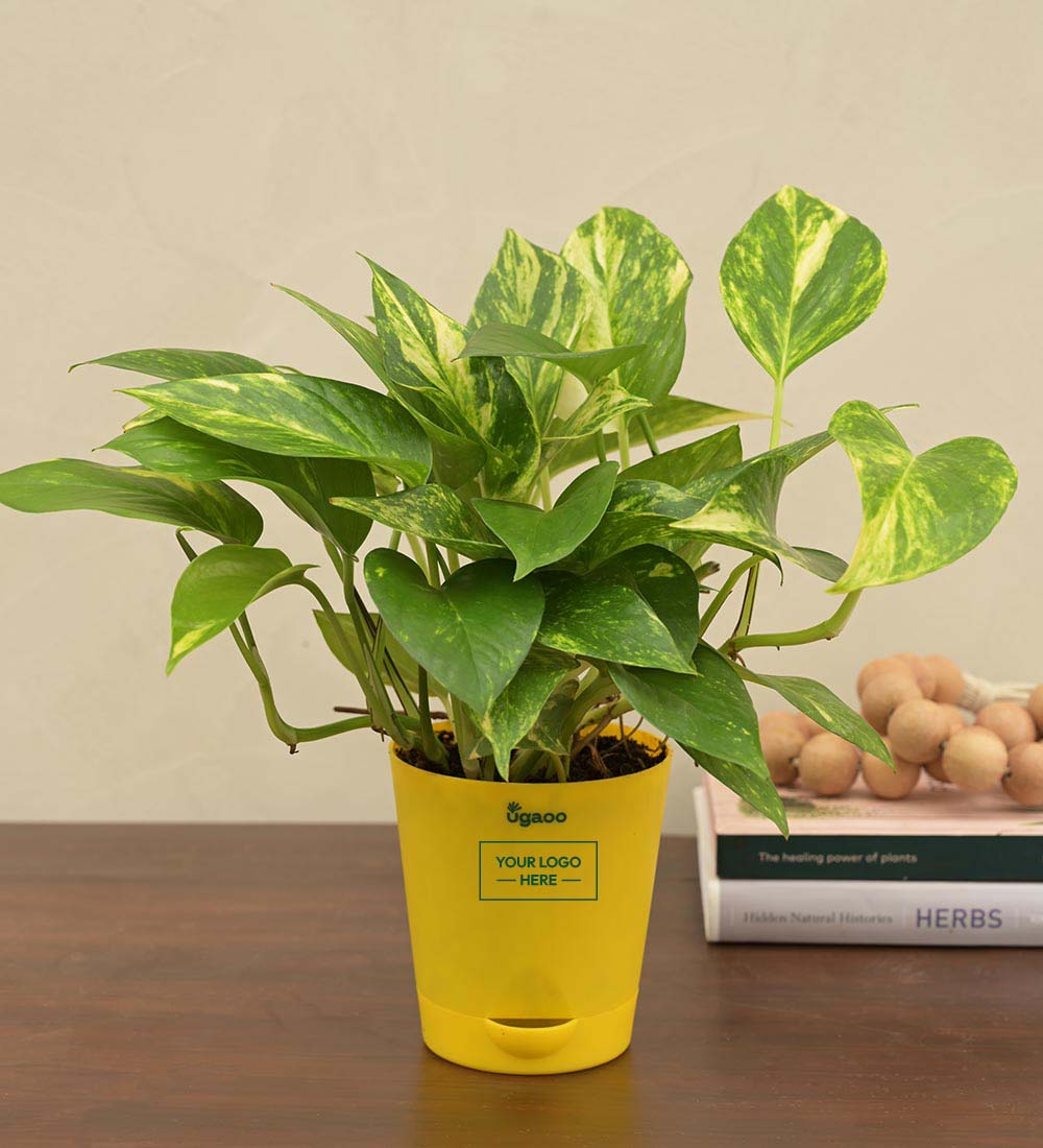 Money Plant Variegated Gift Hamper