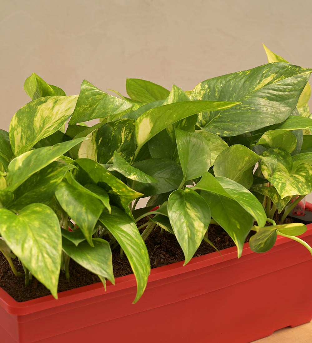 Money Plant Variegated - Set of 2