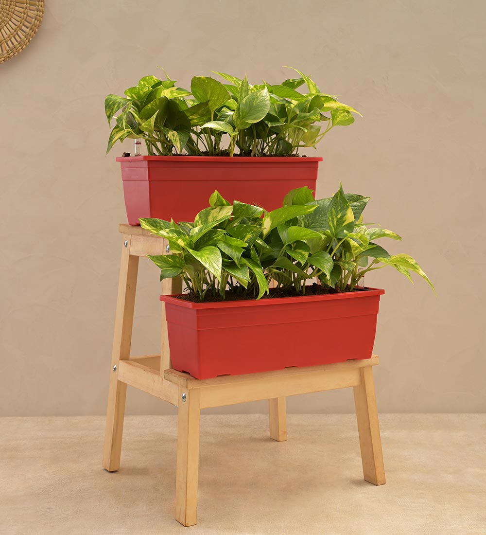 Money Plant Variegated - Set of 2