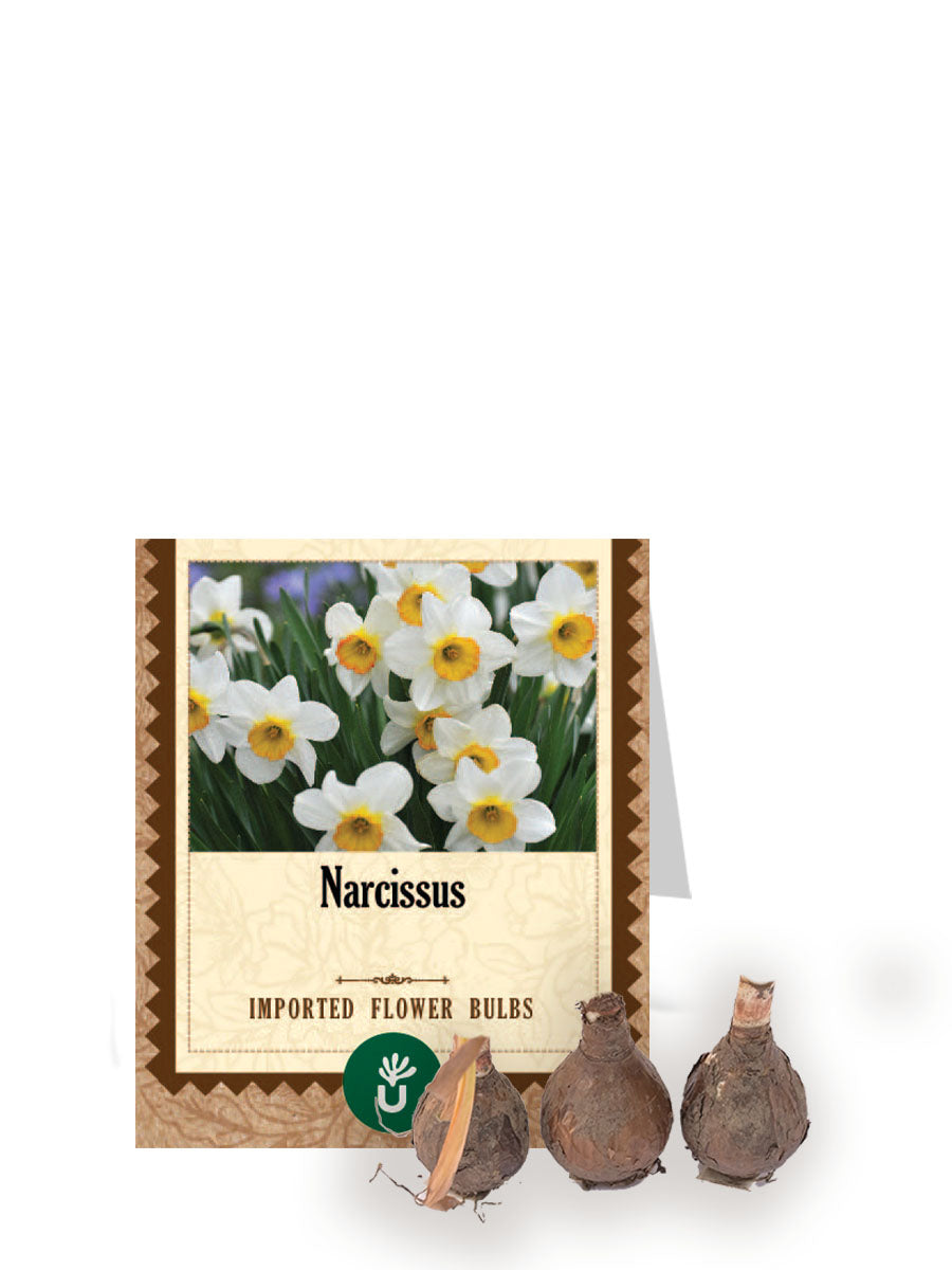 Narcissus Bulbs