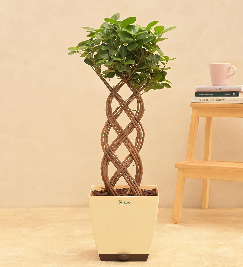 Netted Ficus Tree