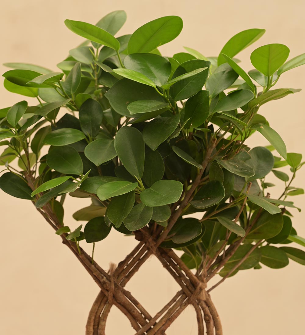 Netted Ficus Tree