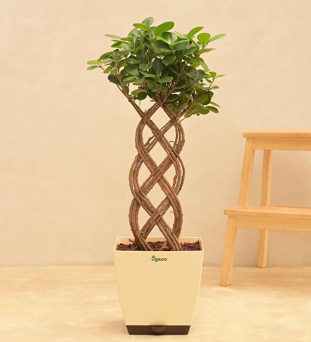 Netted Ficus Tree