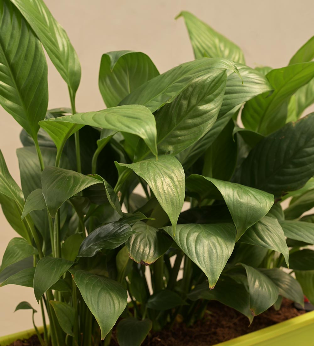 Peace Lily Plant - Set of 2