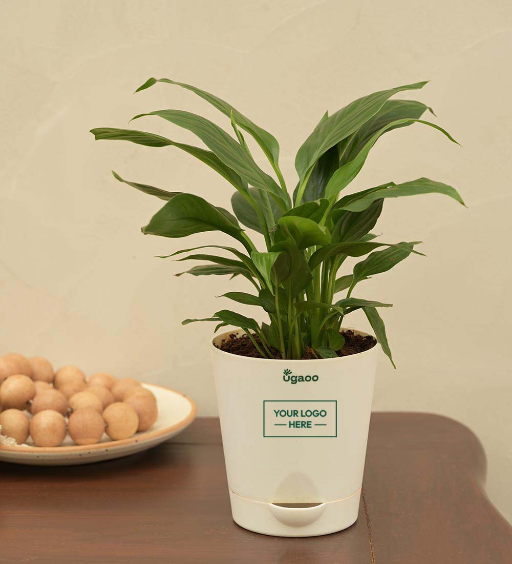 Peace Lily Plant - Small Gift Hamper