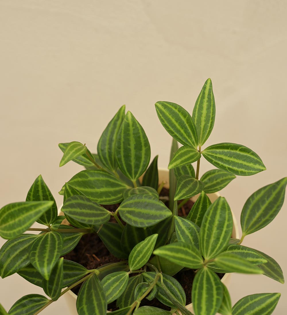 Peperomia Angulata Gift Hamper