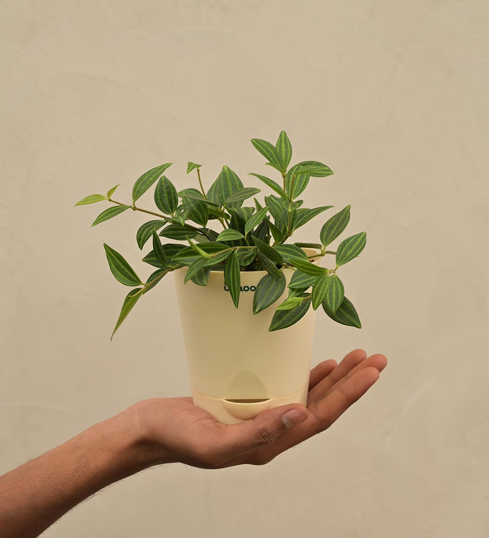 Peperomia Angulata Gift Hamper