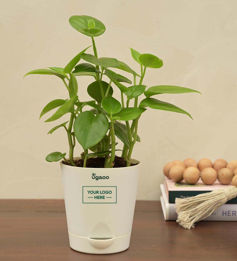 Peperomia Green Creeper Plant Gift Hamper