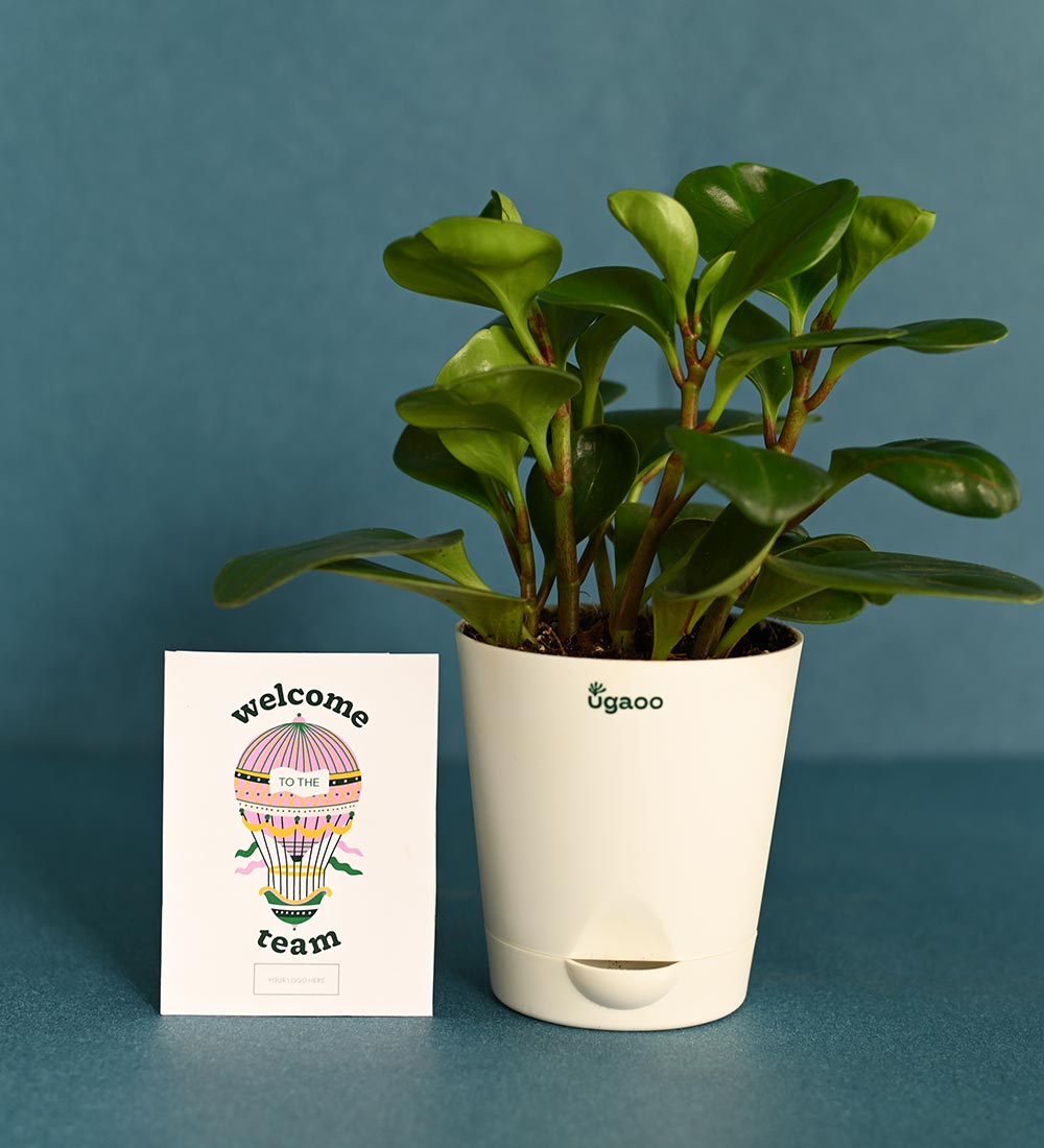 Peperomia Plant With Calendar