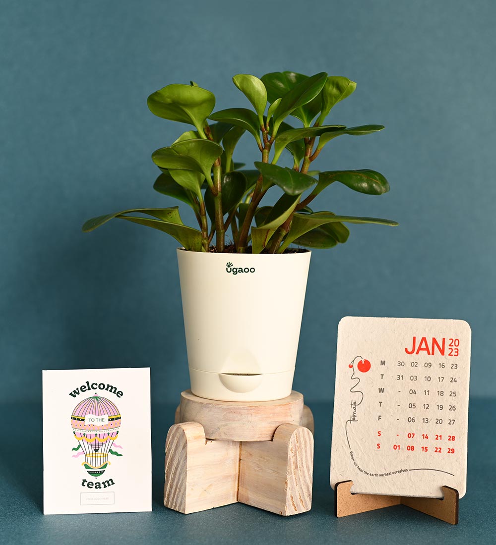 Peperomia Plant With Calendar