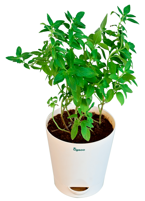 Peppermint Plant