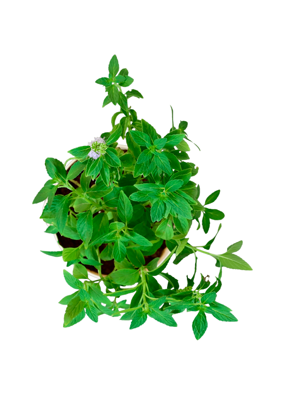 Peppermint Plant