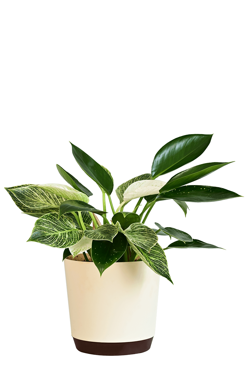 Philodendron Birkin and Philodendron Congo Plant Bouquet