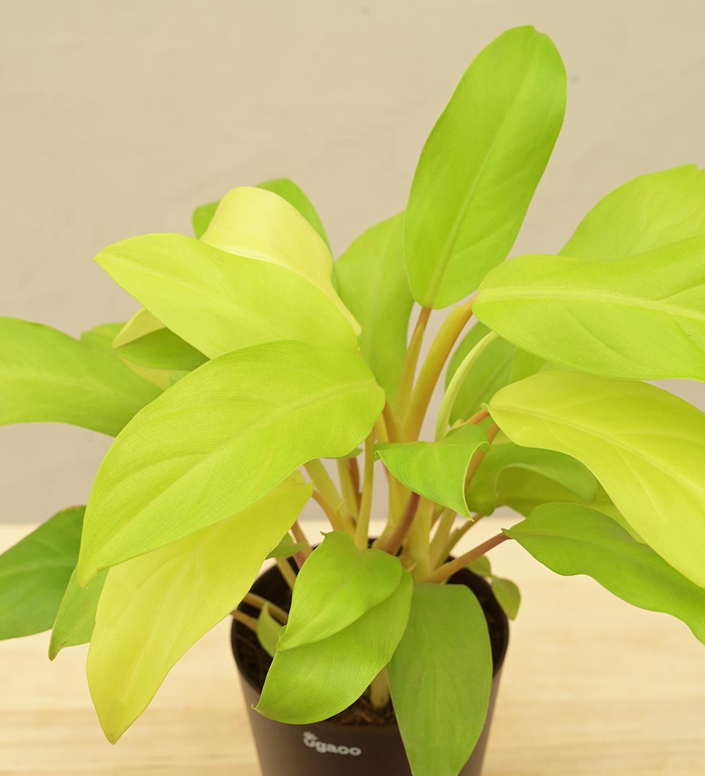 Philodendron Ceylon Golden Plant