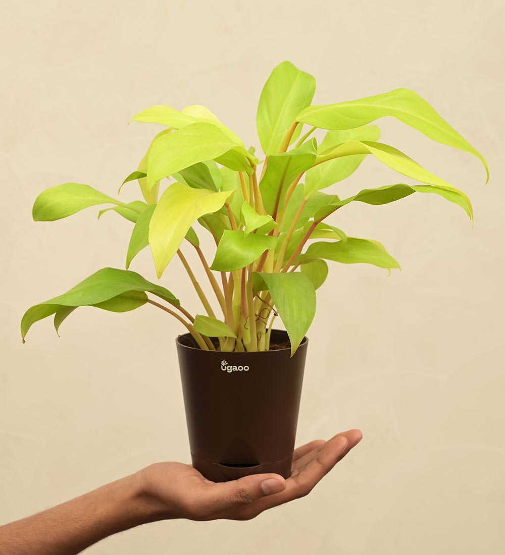 Philodendron Ceylon Golden Plant