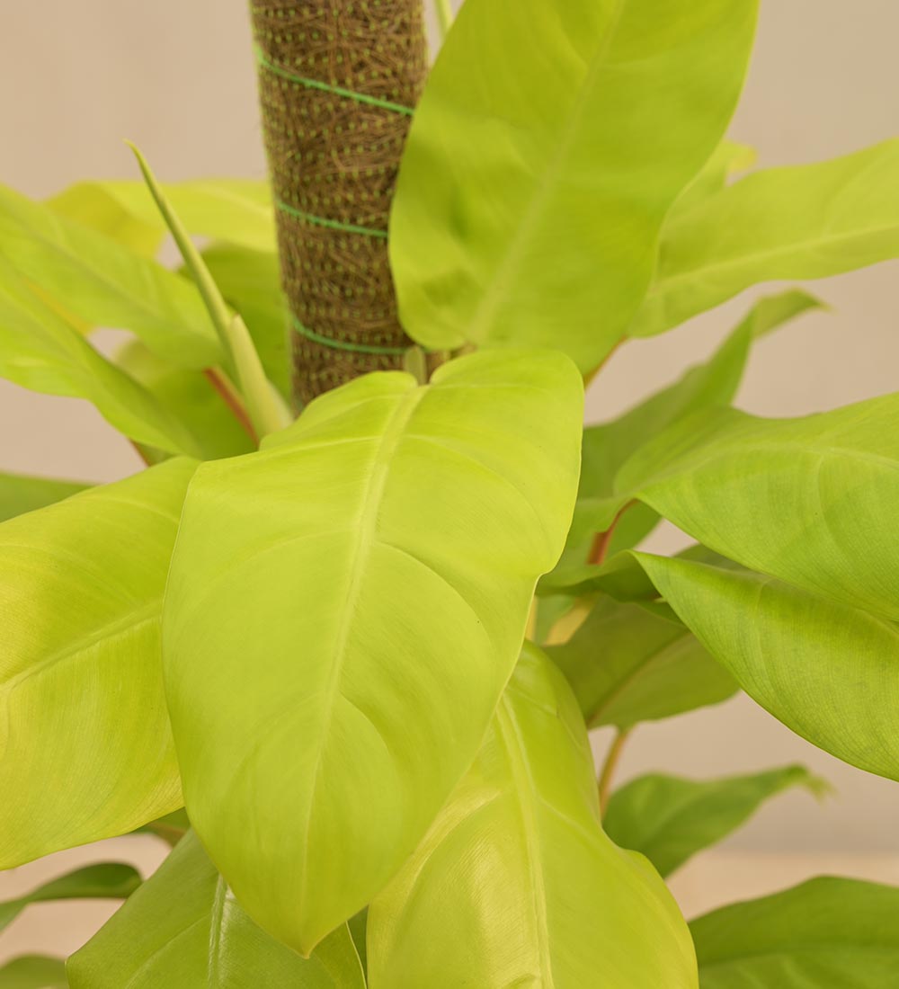 Philodendron Ceylon Golden Plant With Moss Stick