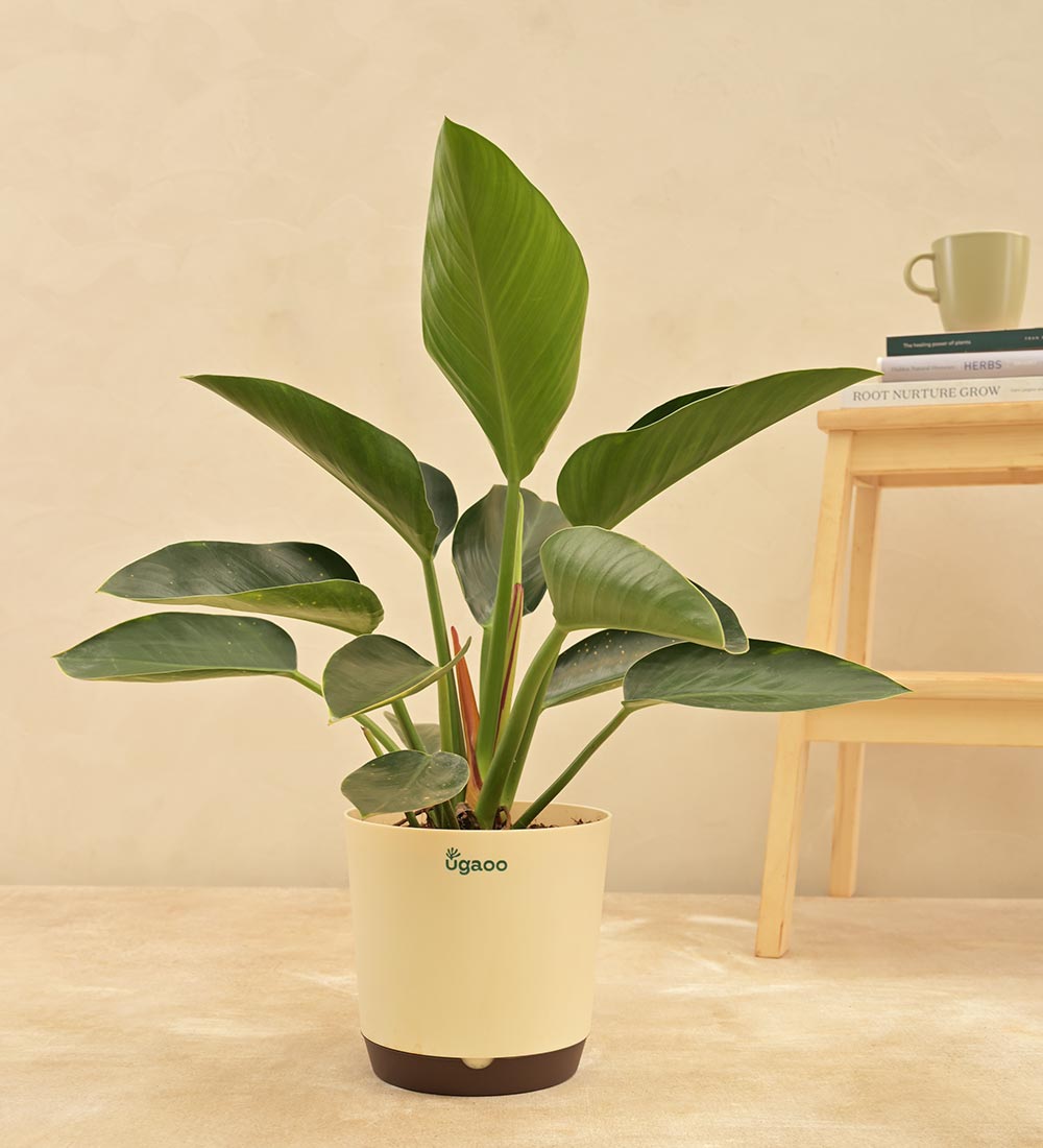 Philodendron Congo