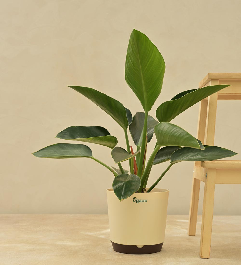 Philodendron Congo