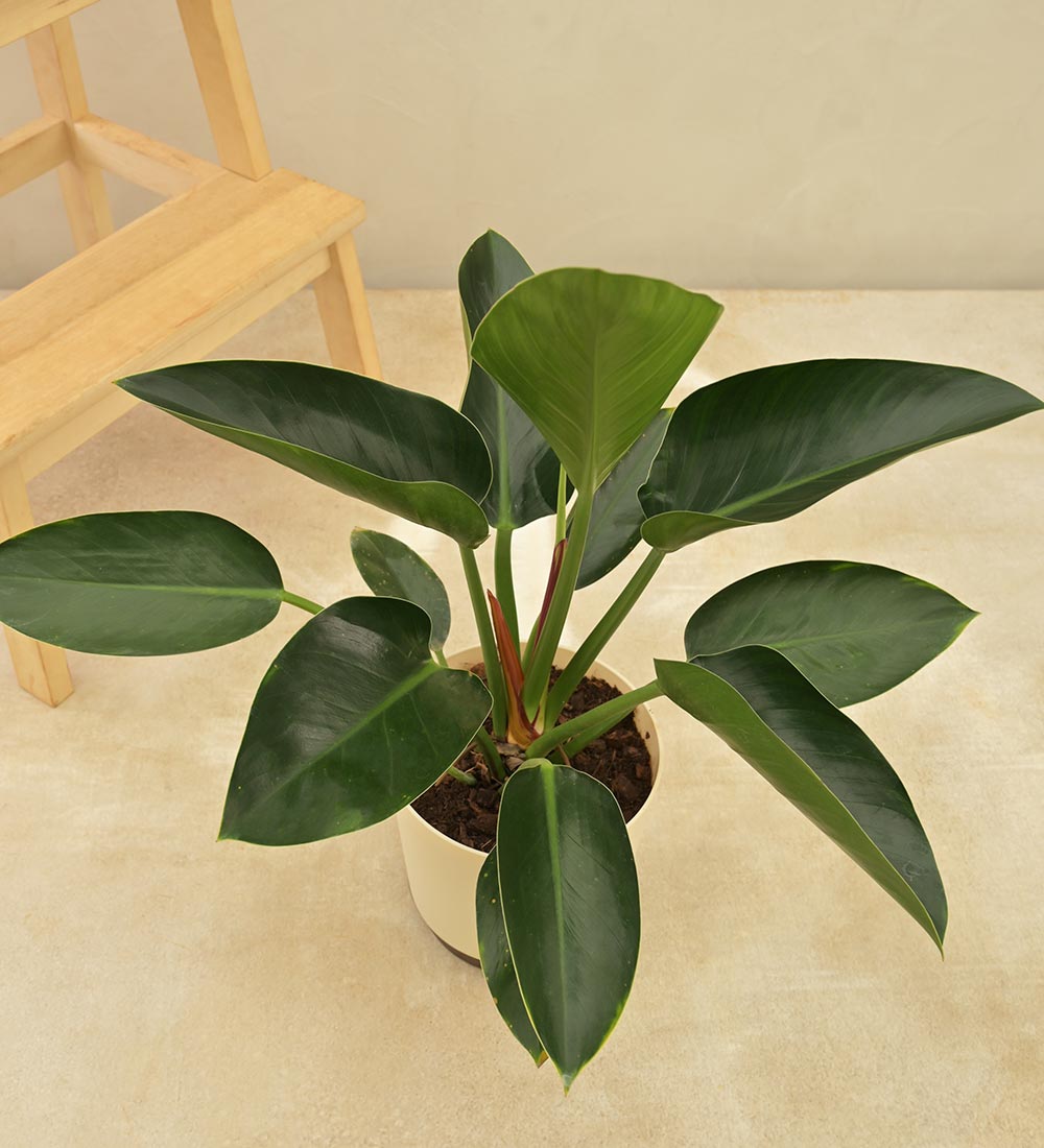 Philodendron Congo