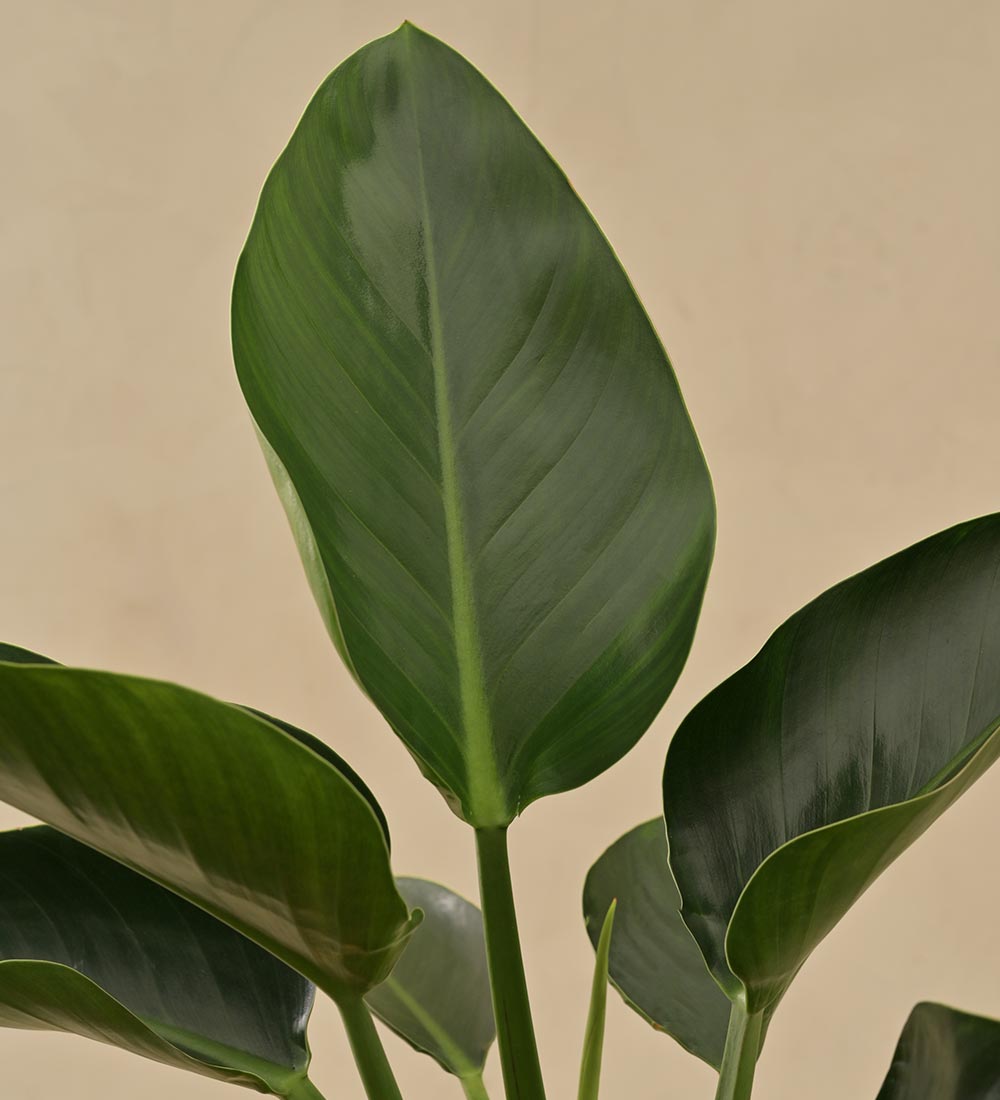 Philodendron Congo