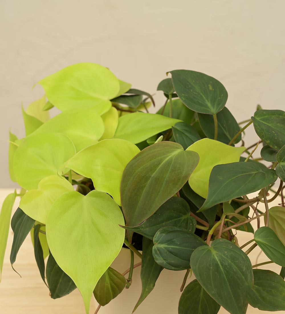 Philodendron Oxycardium Golden and Black Plant Bouquet