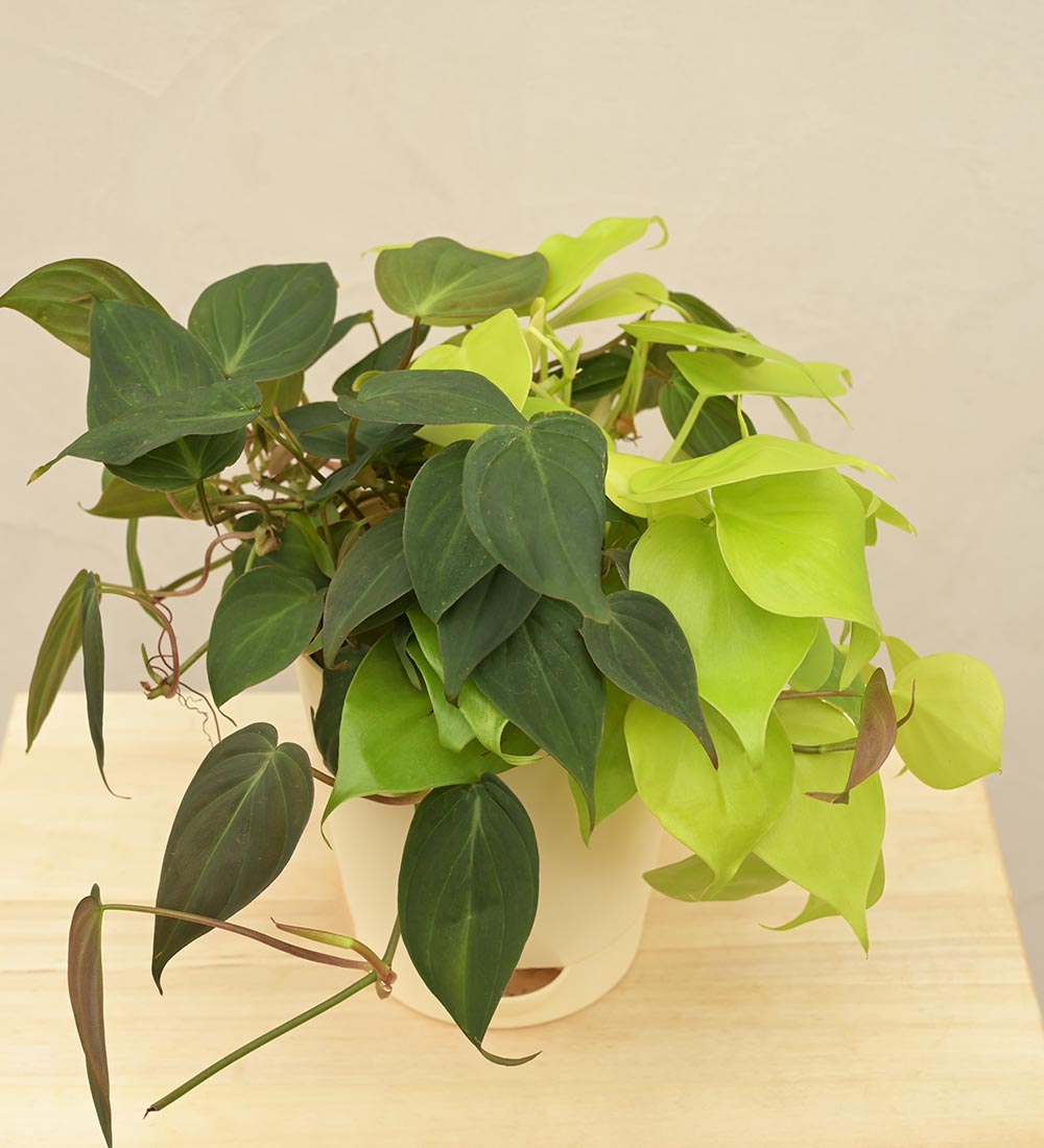 Philodendron Oxycardium Golden and Black Plant Bouquet