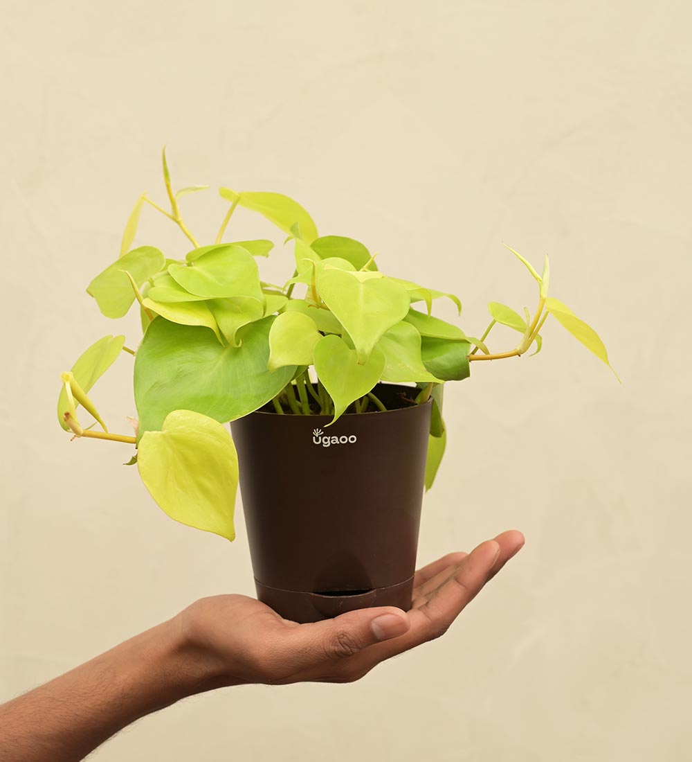 Philodendron Oxycardium Golden Plant