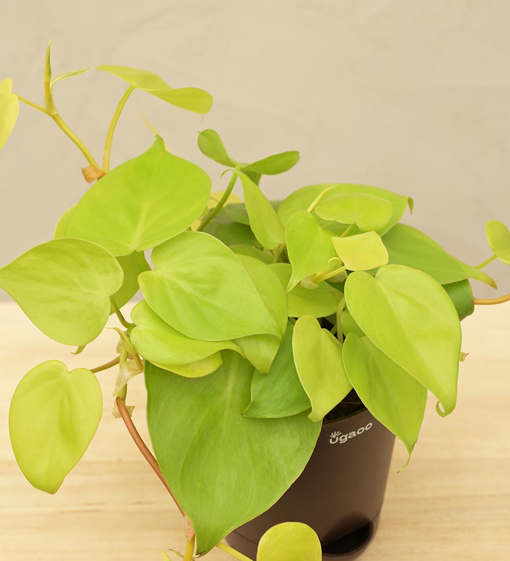 Philodendron Oxycardium Golden Plant