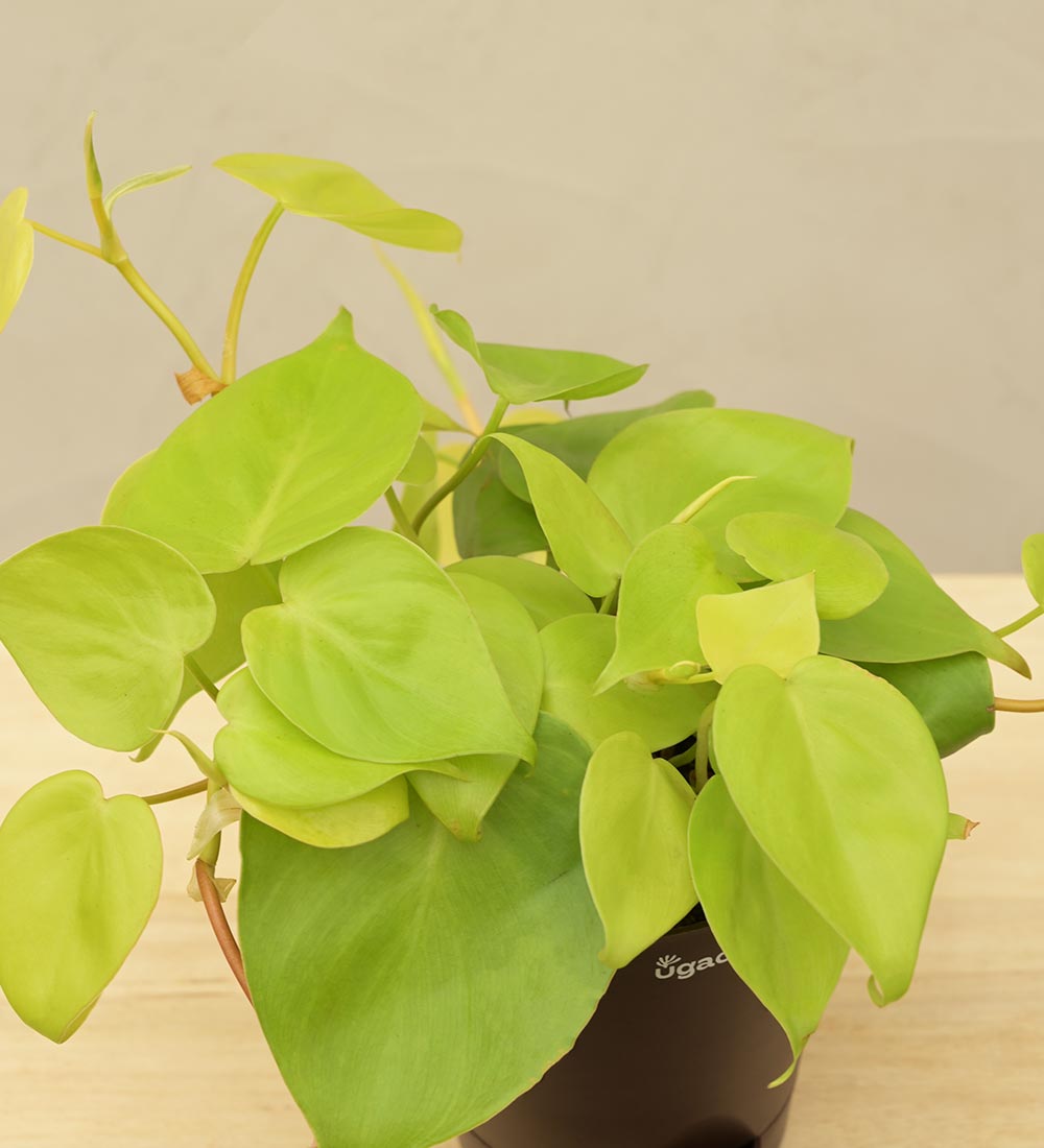 Philodendron Oxycardium Golden Plant