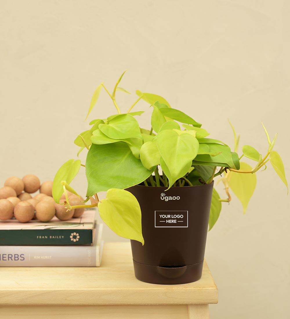 Philodendron Oxycardium Golden Plant Gift Hamper