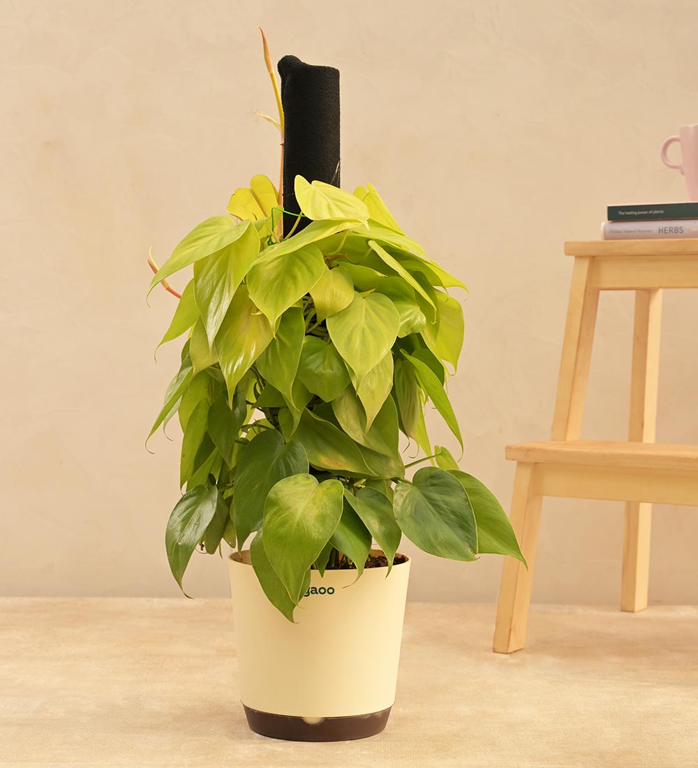 Philodendron Oxycardium Golden Plant with Moss Stick