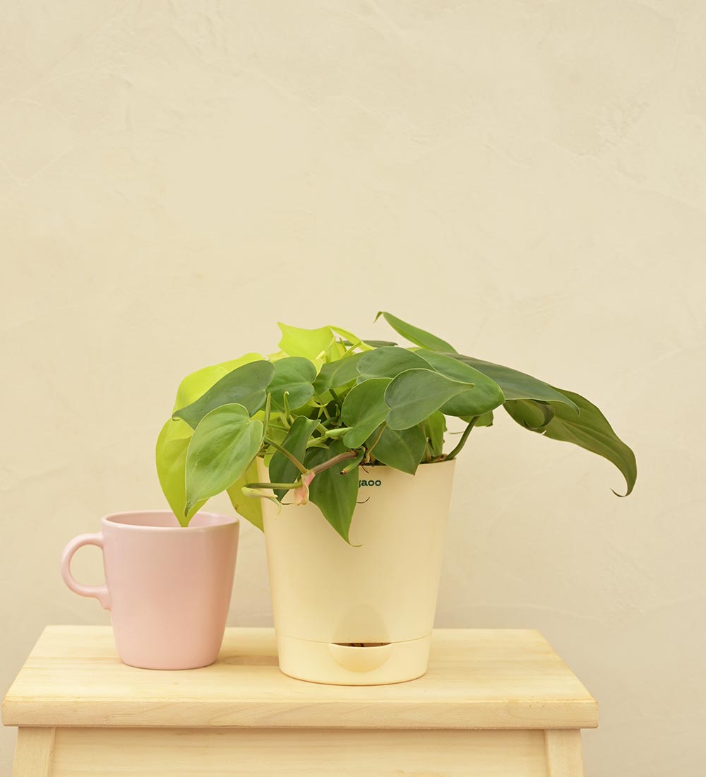 Philodendron Oxycardium Green and Golden Plant Bouquet