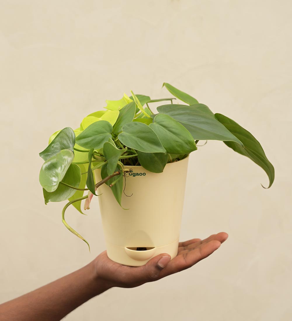 Philodendron Oxycardium Green and Golden Plant Bouquet