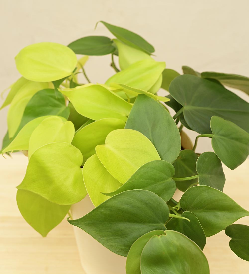 Philodendron Oxycardium Green and Golden Plant Bouquet