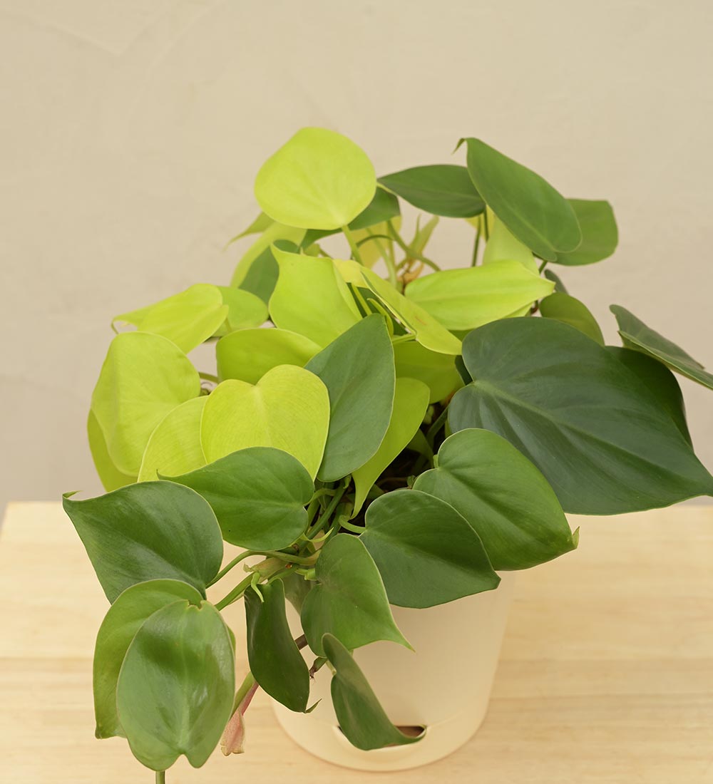 Philodendron Oxycardium Green and Golden Plant Bouquet – Ugaoo