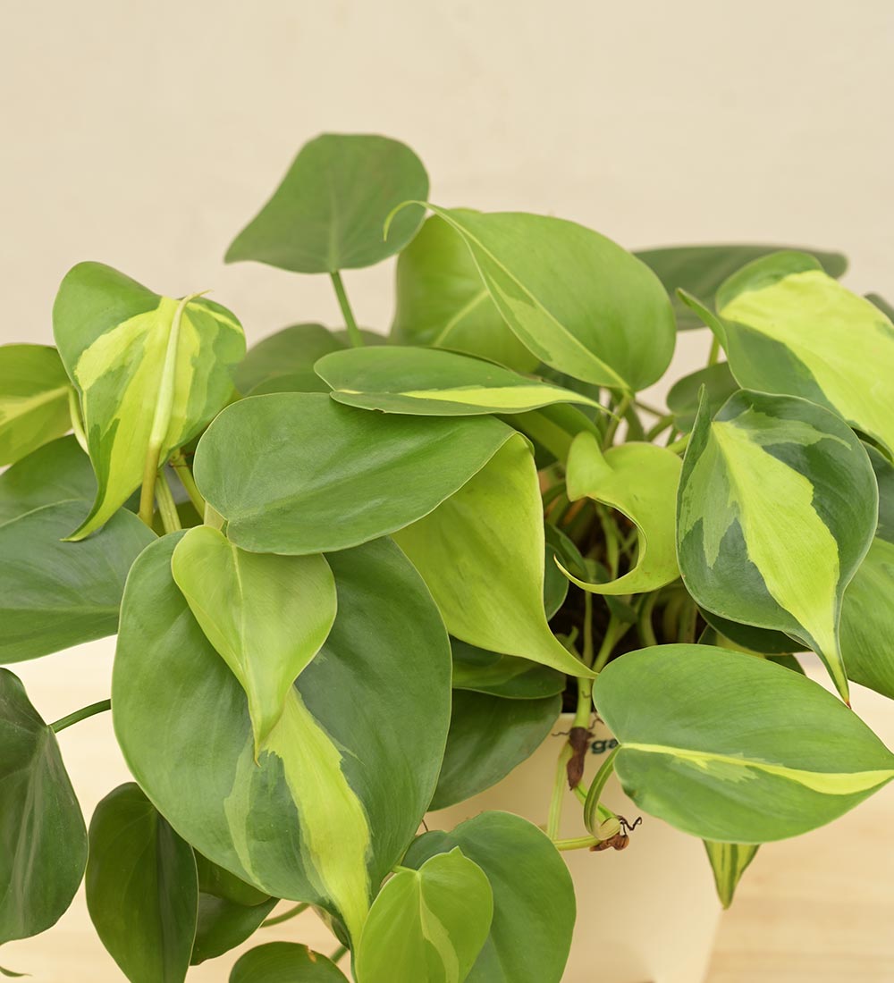 Philodendron Oxycardium Green and Variegated Plant Bouquet