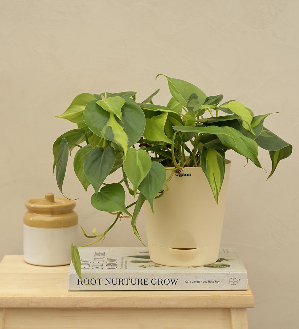 Philodendron Oxycardium Green and Variegated Plant Bouquet