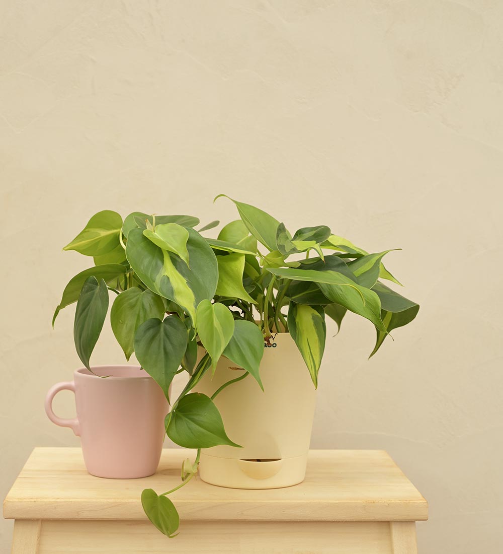 Philodendron Oxycardium Green and Variegated Plant Bouquet